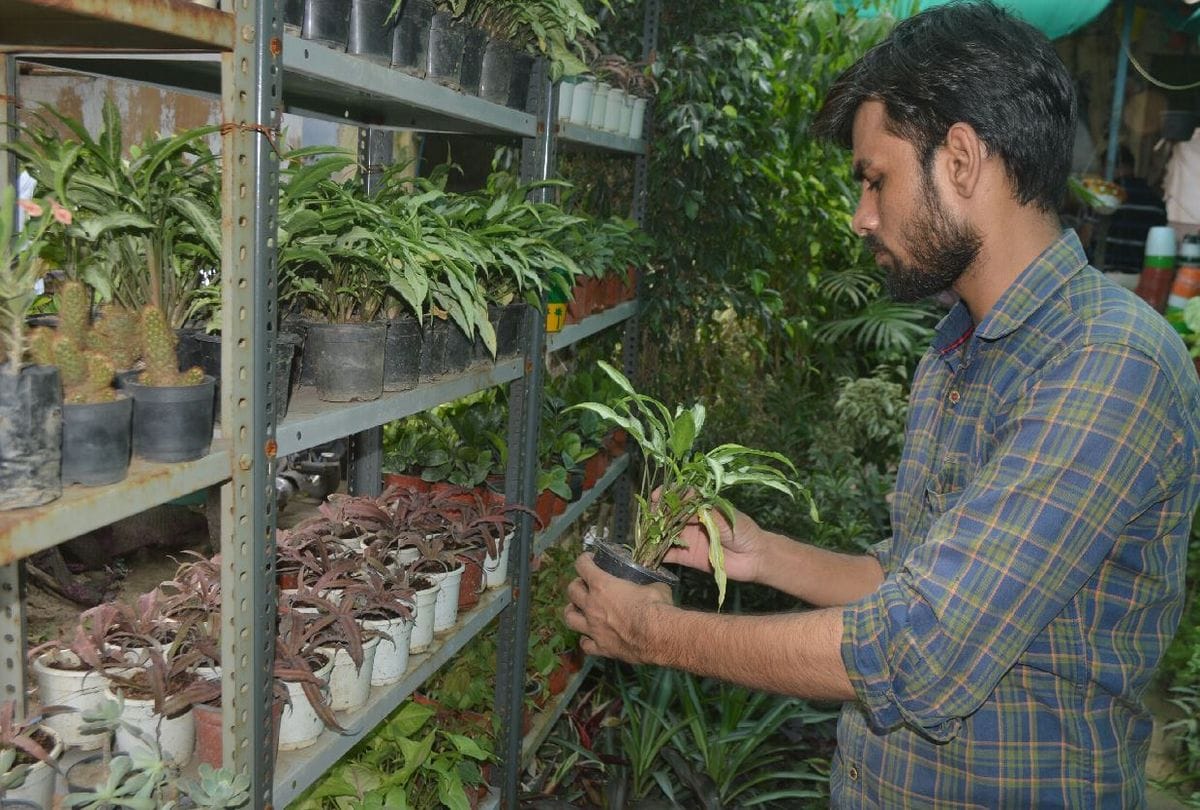 Corona Virus Second Wave Lack Of Oxygen People Plant Tree In House