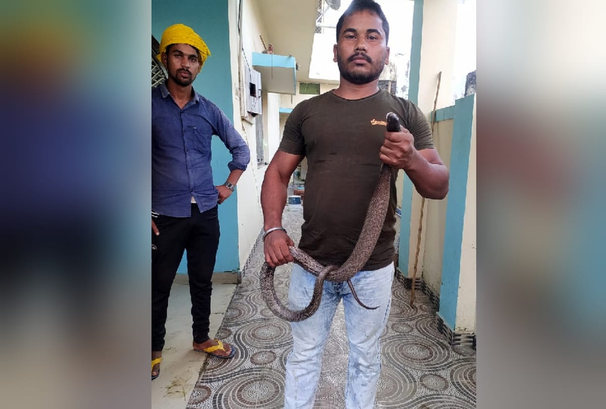 Forest worker rescued in one hour after snake came out in house