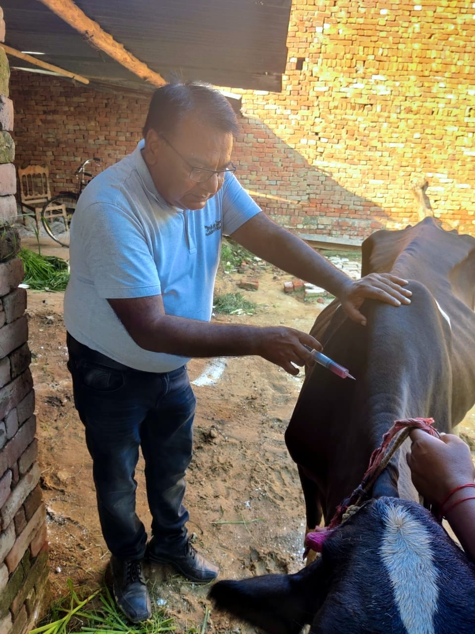 More than 50 cattle died in two weeks due to mysterious disease