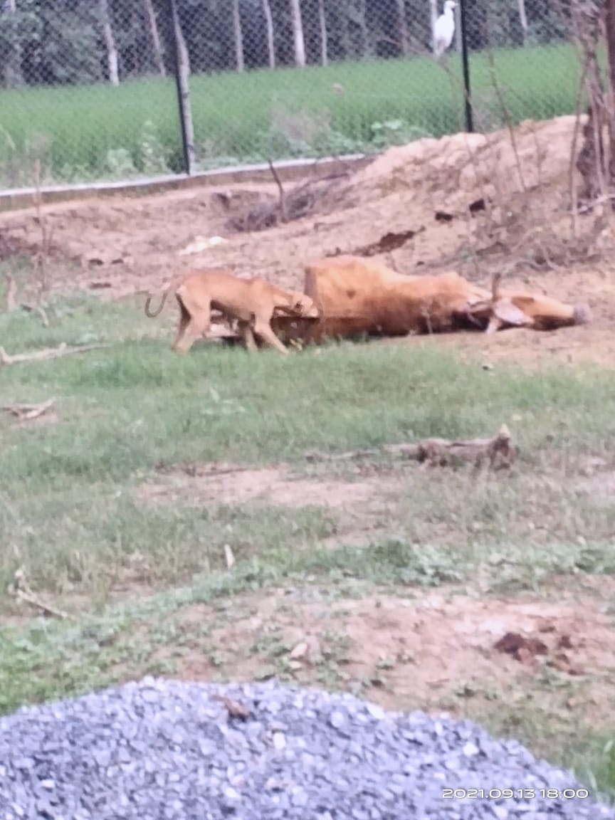 dogs biting cows deadbody