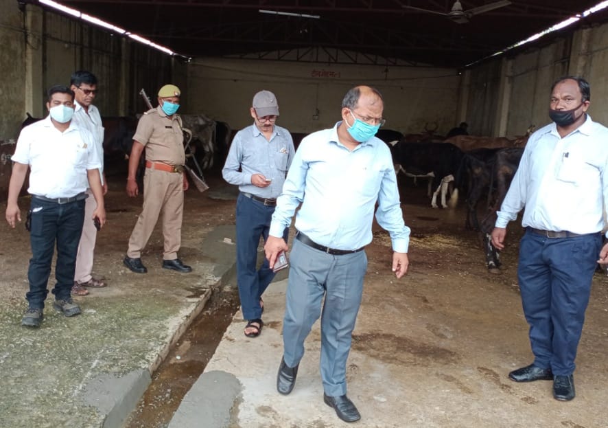 Instructions given for dyeing of cowshed