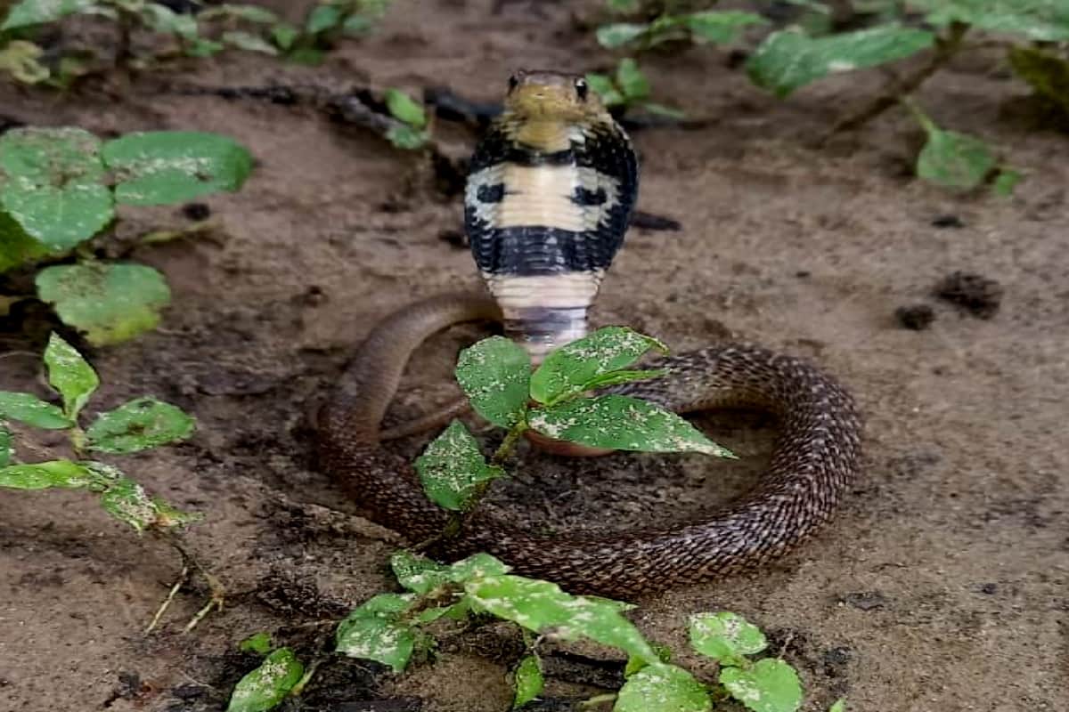 Snakes: variety of snakes lives in the forests of Kalagarh, forest department is making a plan for conservation