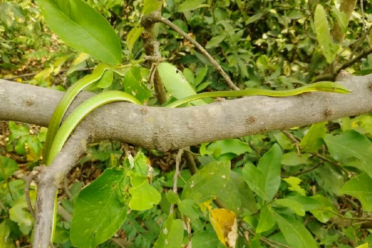 Snakes: variety of snakes lives in the forests of Kalagarh, forest department is making a plan for conservation