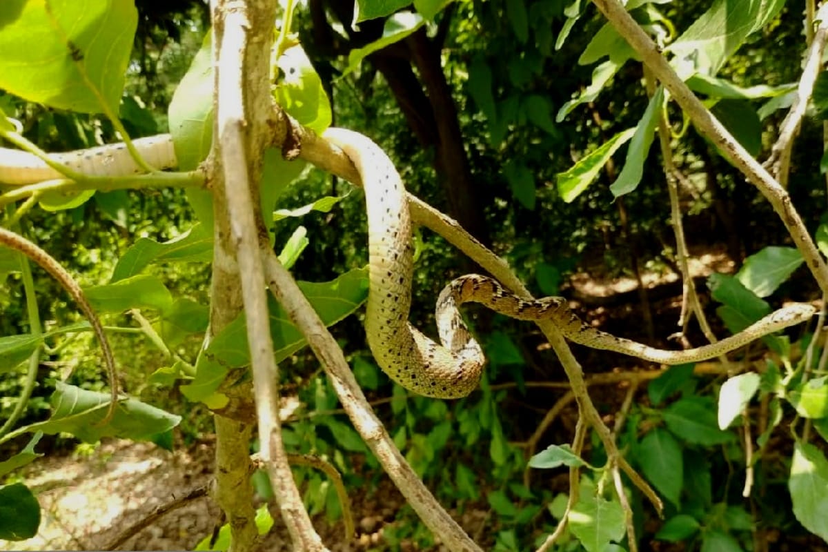 farmer chewed snake in pieces When it bitten family members stunned to see blood stained hands