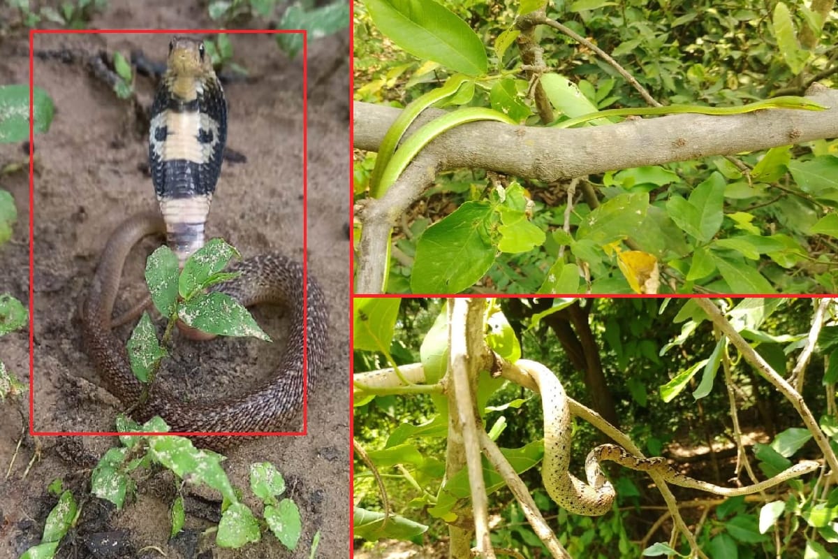 Snakes: variety of snakes lives in the forests of Kalagarh, forest department is making a plan for conservation