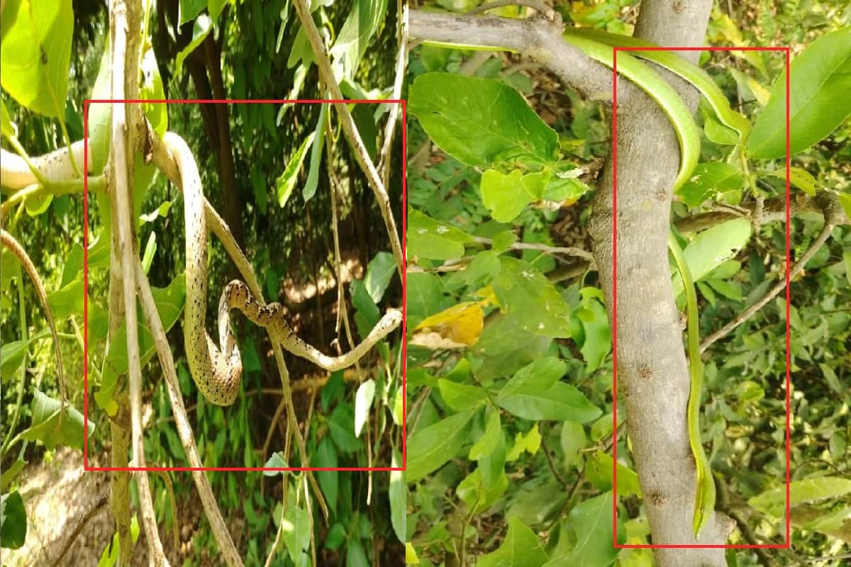 Snakes: variety of snakes lives in the forests of Kalagarh, forest department is making a plan for conservation