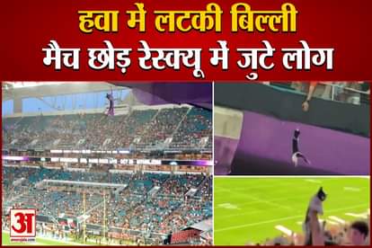 cat survives fall at hard rock stadium during football match in miami video viral