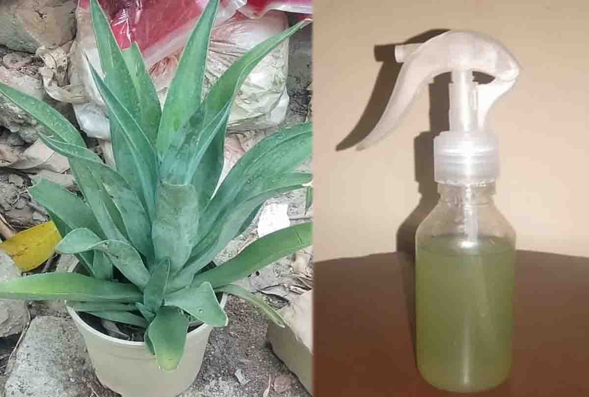 Spray made from leaves of lotus cactus will not allow dengue larvae to grow