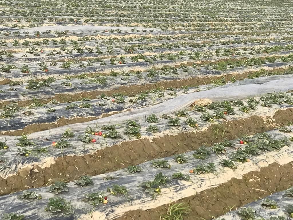 Awagarh's fields smelled of strawberries