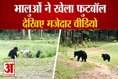 Two bears were seen playing football in Odisha