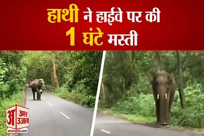 Elephant On Ponta Sahib National Highway In Yamuna nagar