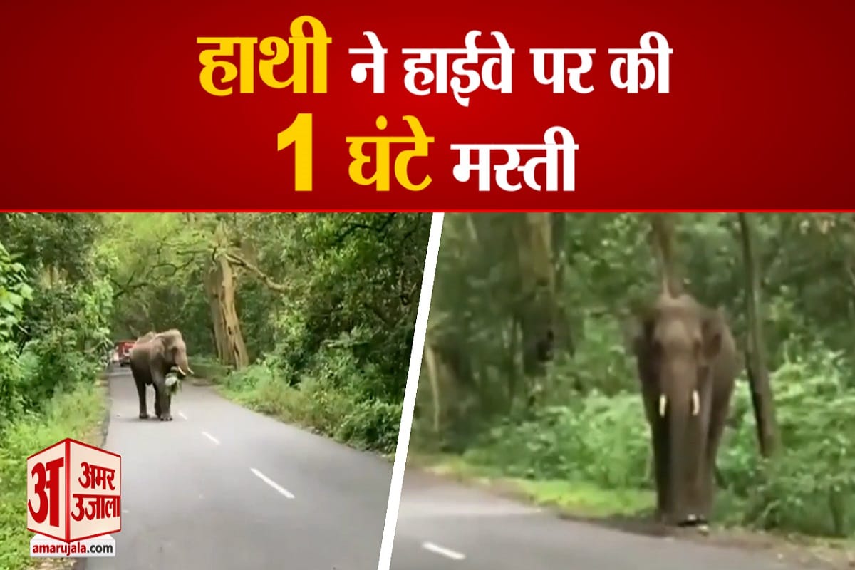 हाथी ने की हाईवे पर मस्ती