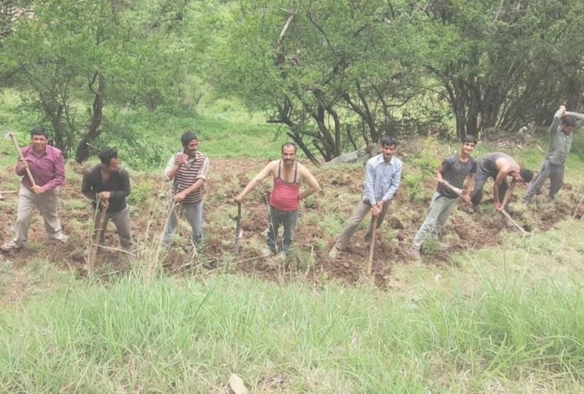 azadi ka amrit mahotsav kullu valley story of Juari pratha