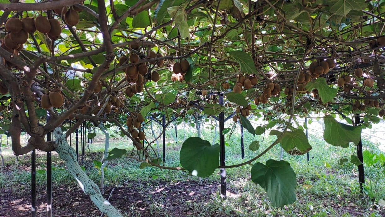 Kiwi crop hits Solan Mandi Solan and Sirmaur farmers face price dip
