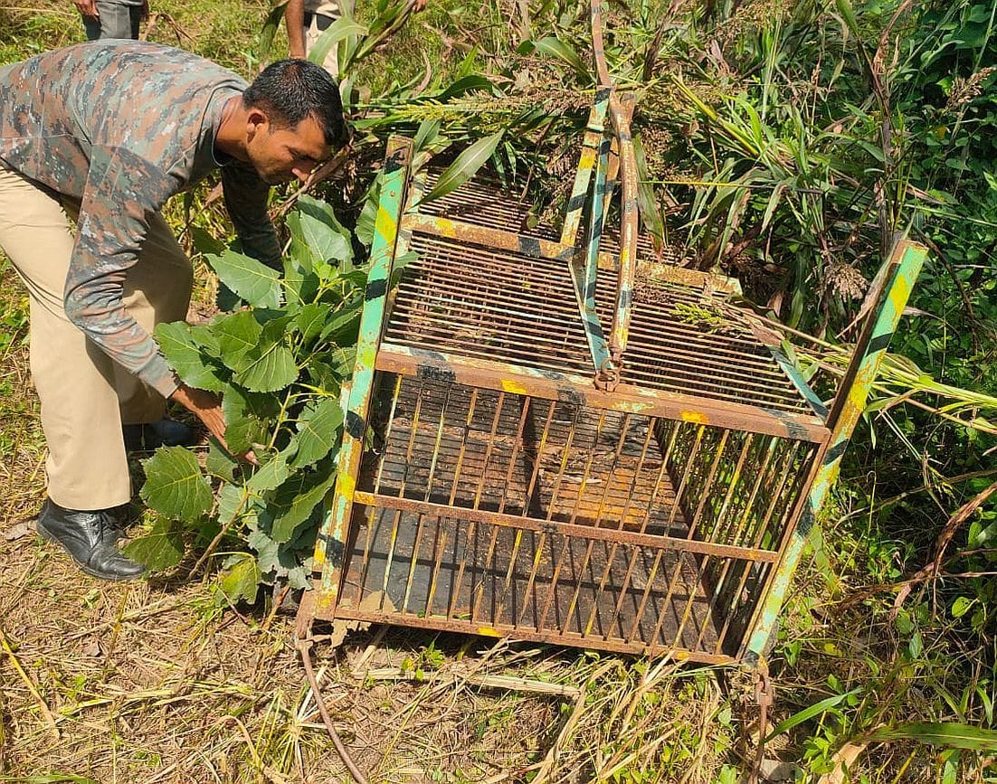 Cage Settled in Jungle
