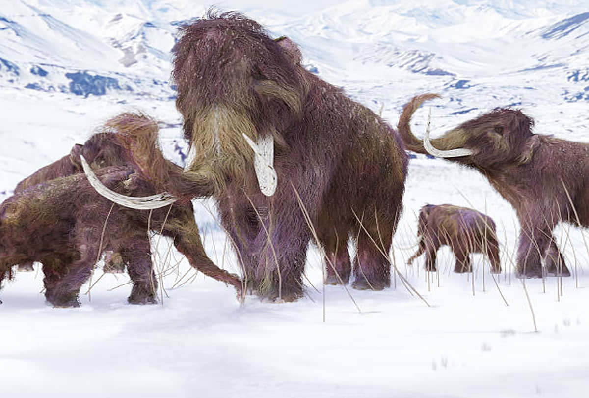 giant mammoths to be reborn in lab scientists claim to recreate woolly mammoths