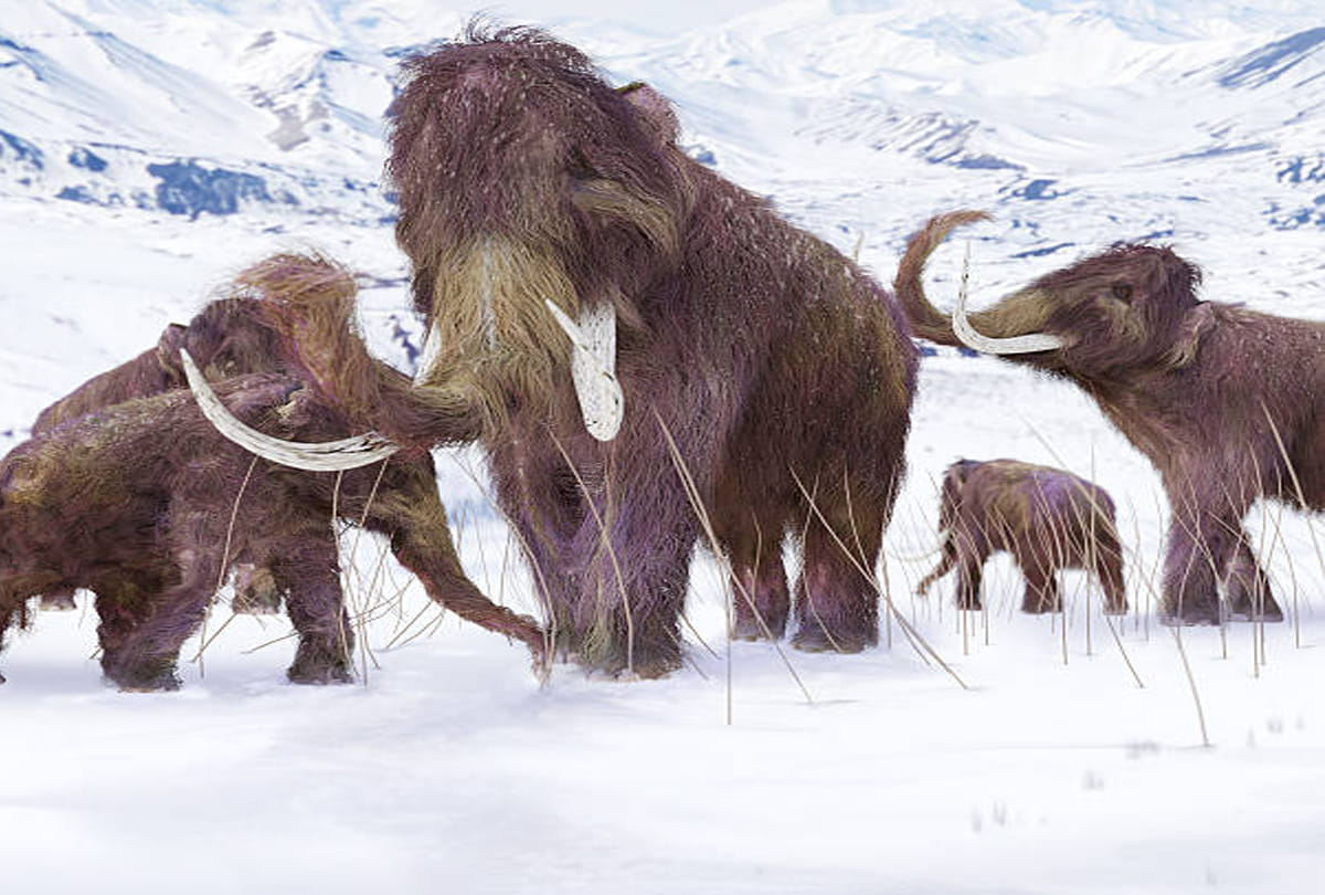 giant mammoths to be reborn in lab scientists claim to recreate woolly mammoths