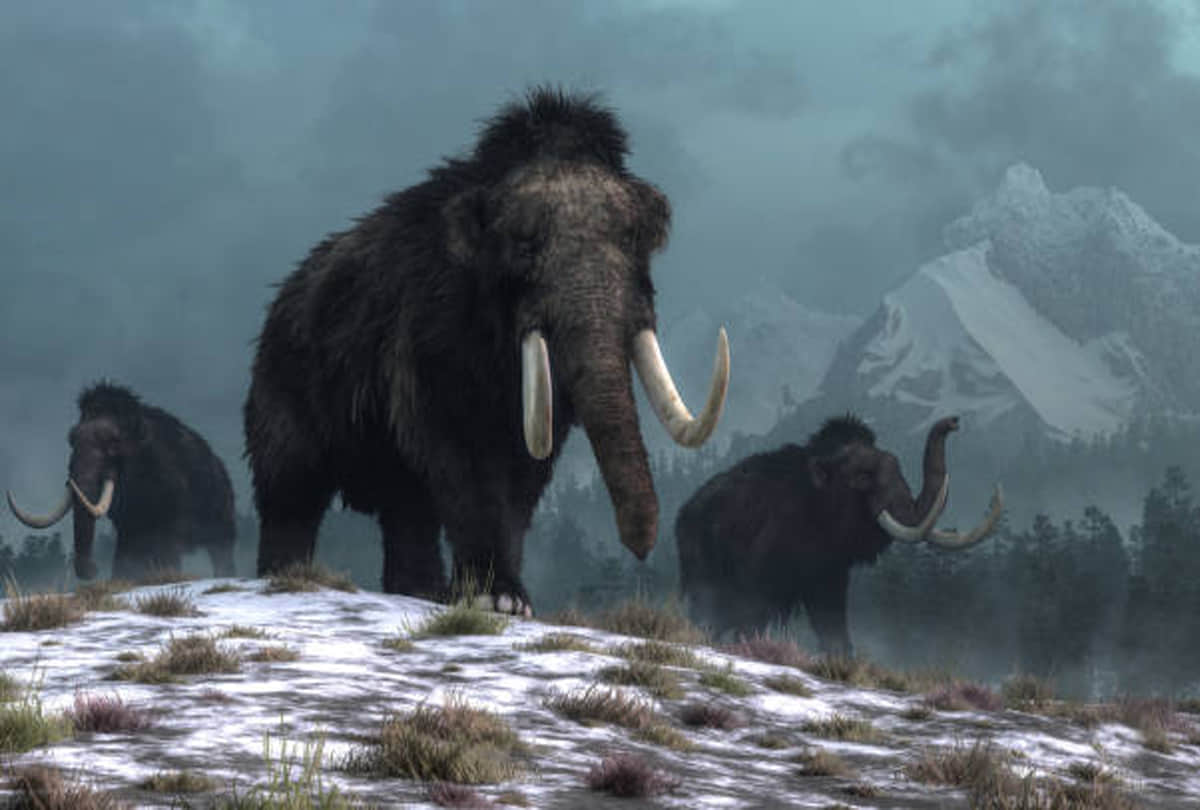 giant mammoths to be reborn in lab scientists claim to recreate woolly mammoths