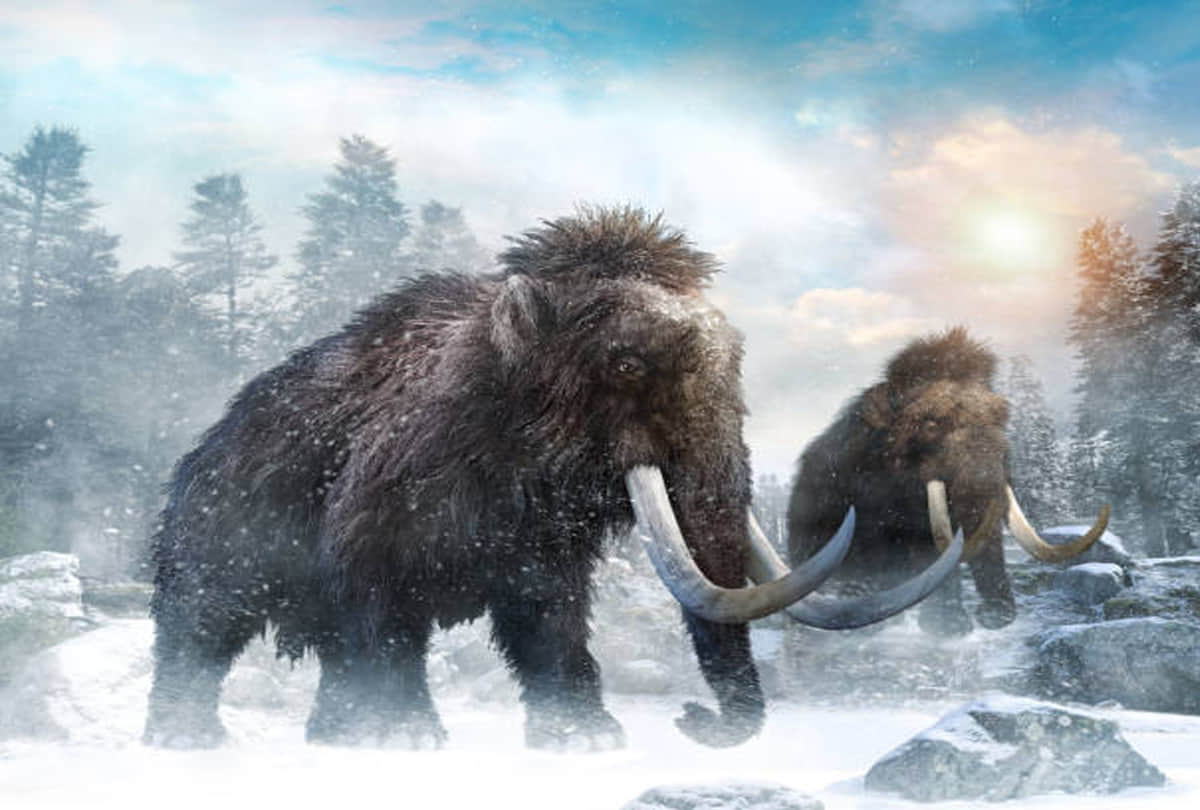 giant mammoths to be reborn in lab scientists claim to recreate woolly mammoths