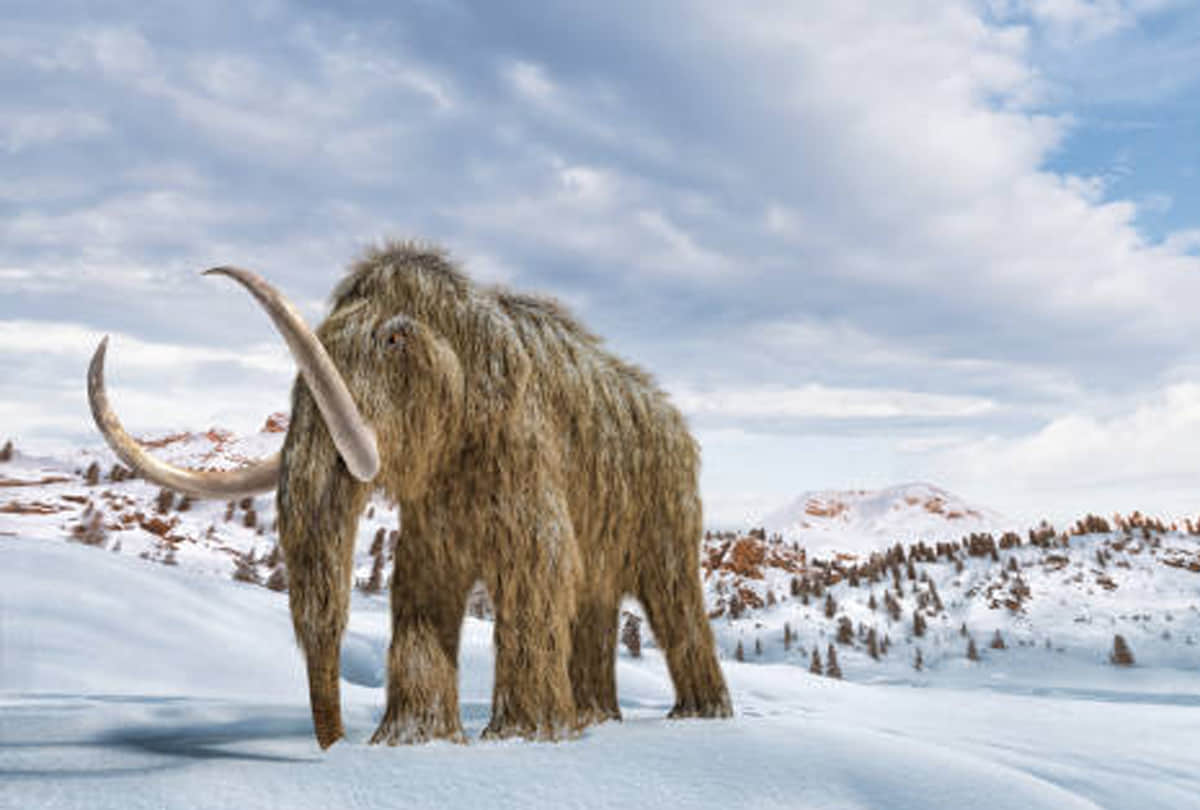 giant mammoths to be reborn in lab scientists claim to recreate woolly mammoths
