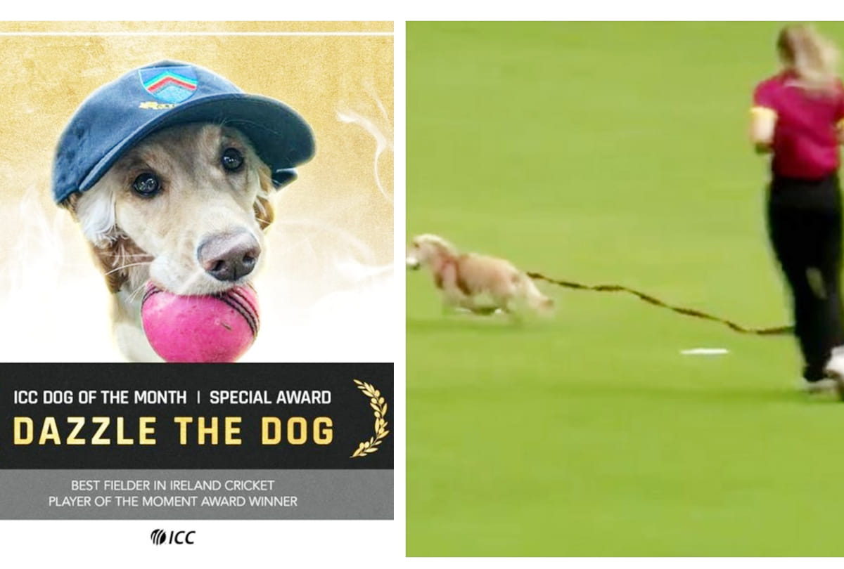 International Cricket Council (ICC) gives Dog Of The Month Award | All Ireland t-20 cup