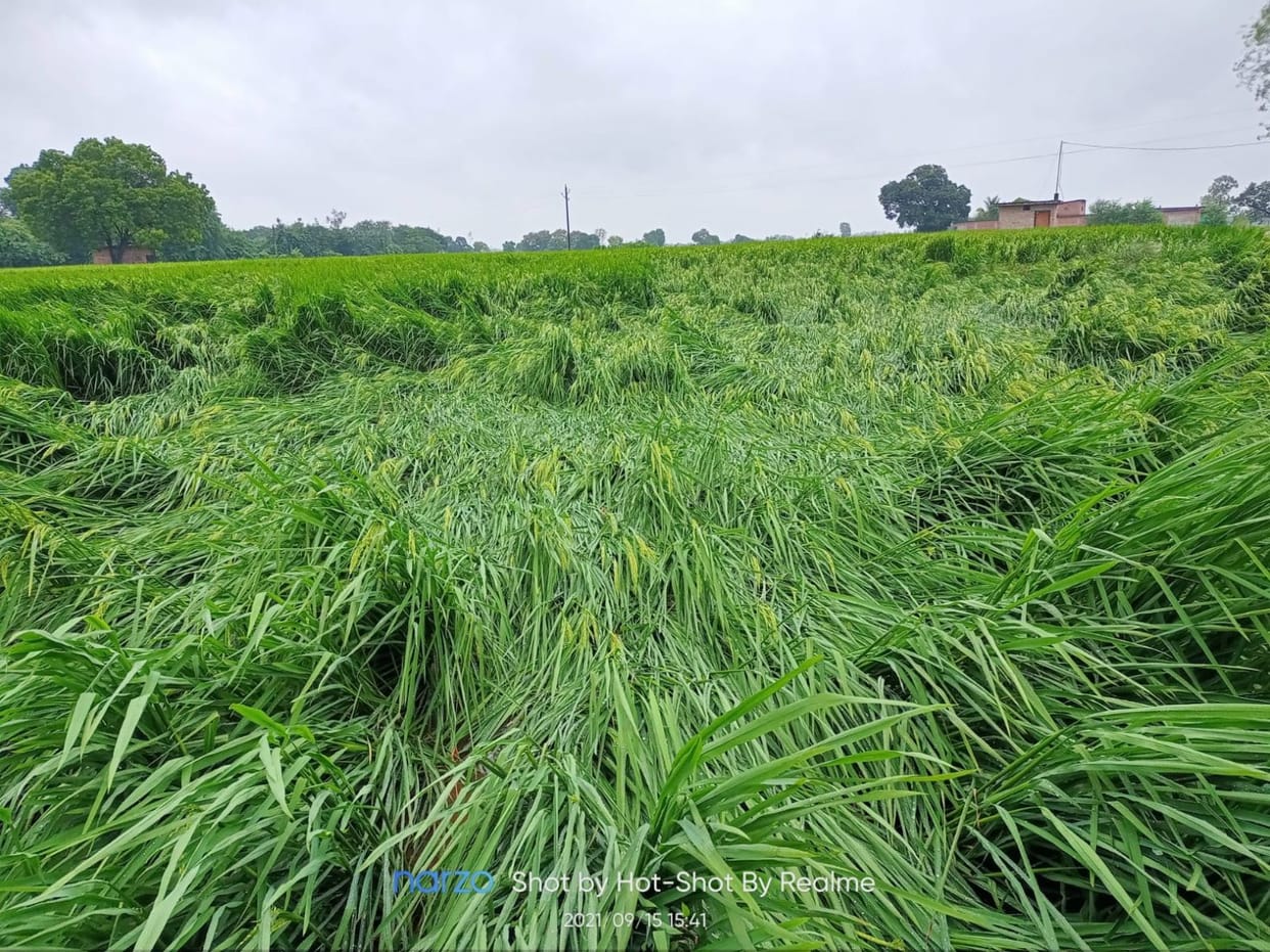 Paddy and sugarcane crops ruined by wind and rain
