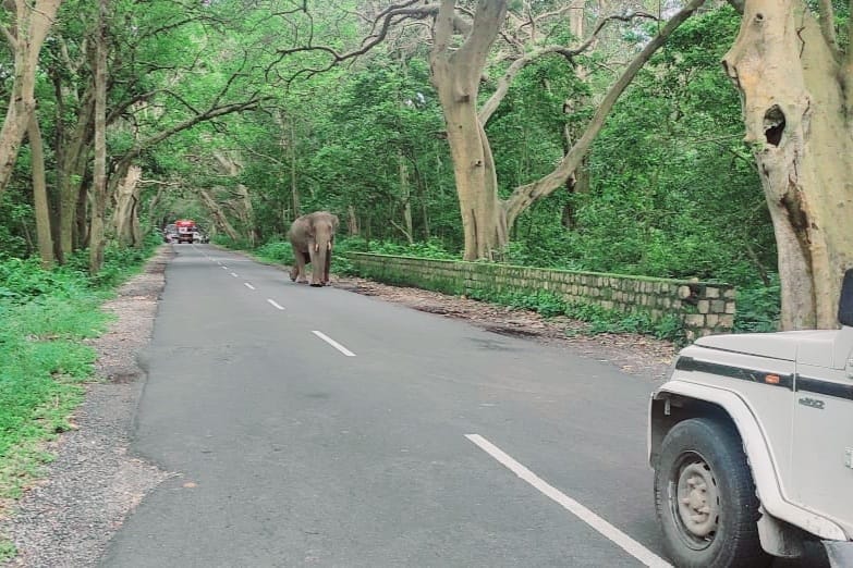 Elephants uprooted trees from the forest, people were scared, Yamunanagar
