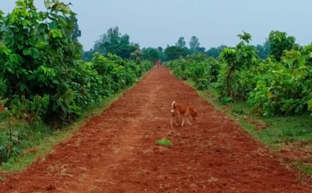 Case against village head who built road in reserved forest area