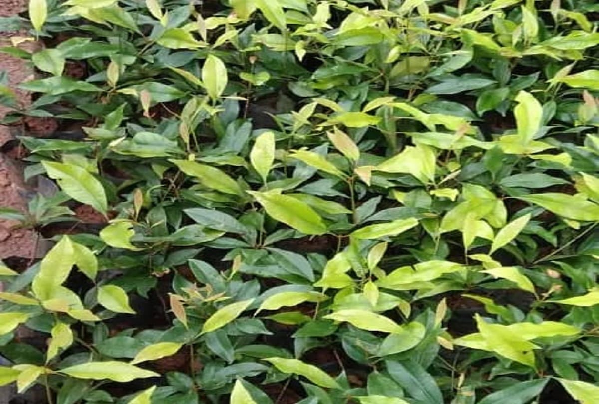 Easy way for commercial production in country After research of chakri flower is completed