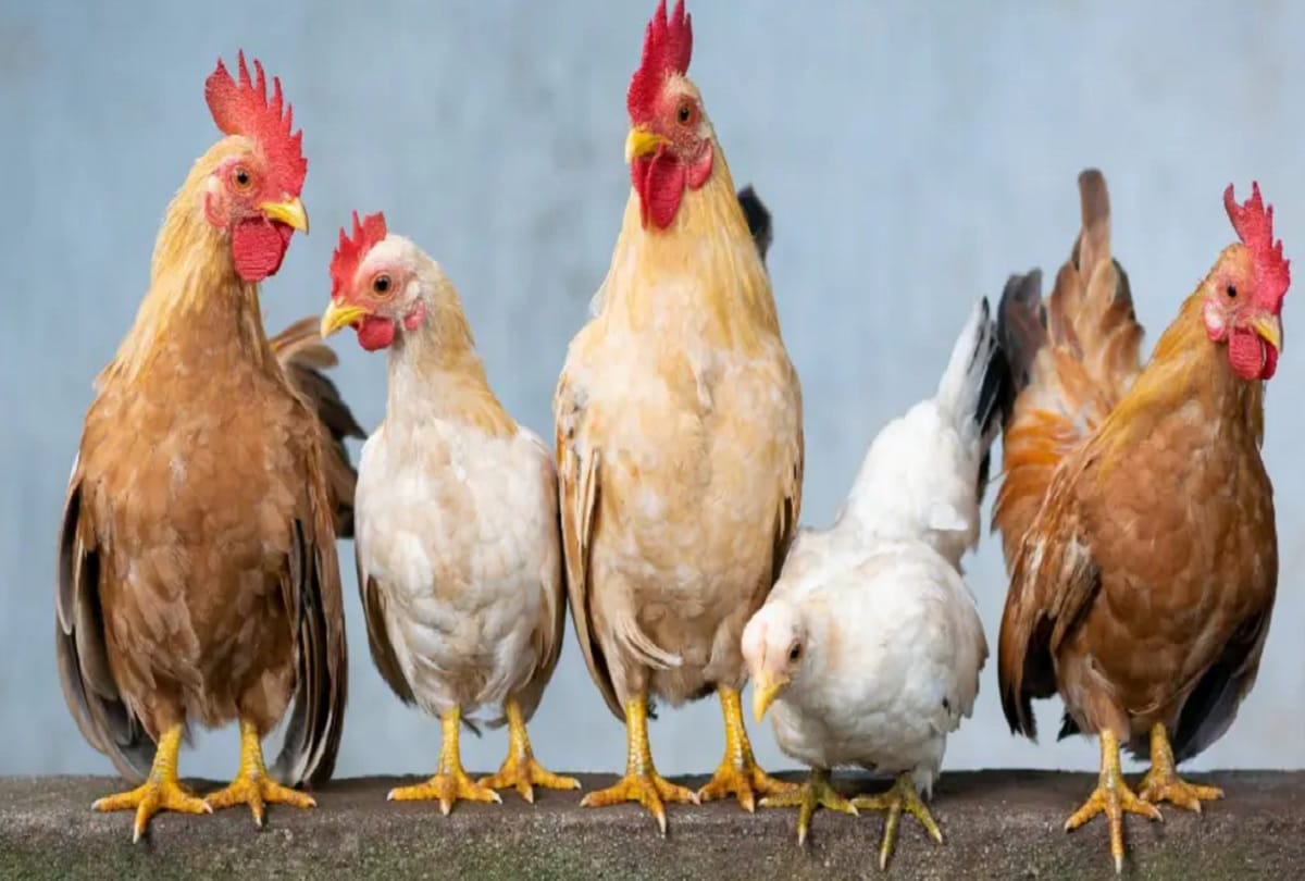 Chinese Children will made smart through chicken parenting