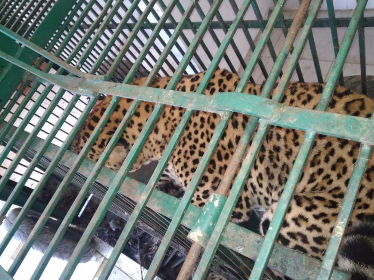 tiger Caged in Matela