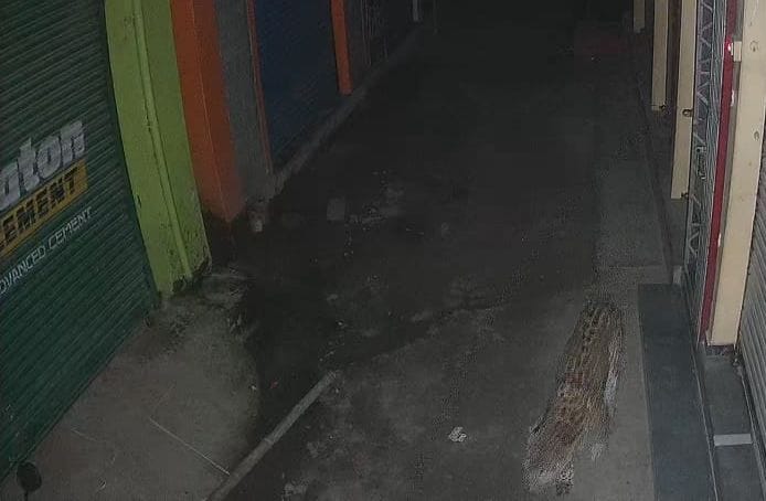 Leopard seen in residential area of ??Leda Bazar