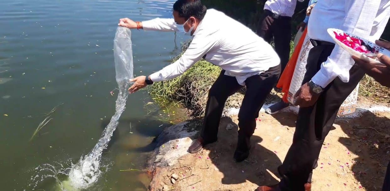 Gambuzia fish will eat mosquito larvae, released in ponds