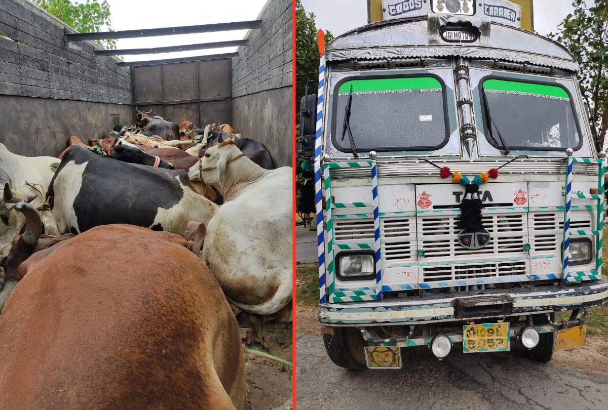Deoria police caught truck laden with cattle