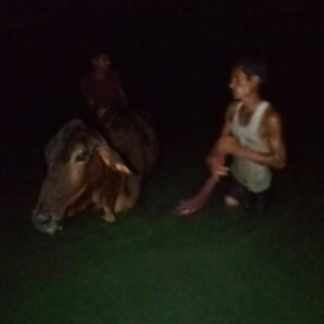 The cow was rescued from the swamp for three hours