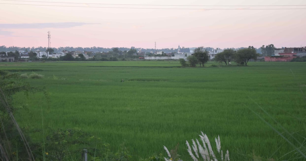 Paddy and Bajra had to be reduced, the area of ??both increased
