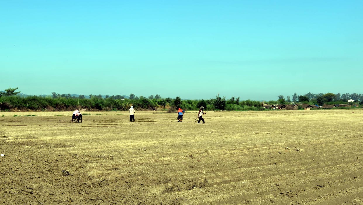Potato sowing starts in Una district as soon as the season opens, Farmers breathed a sigh of relief, potato sowing was stopped in the district due to rain