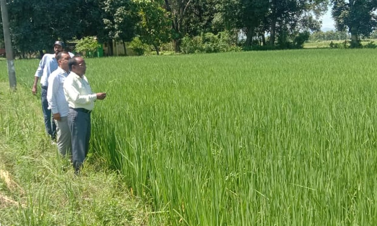 crop