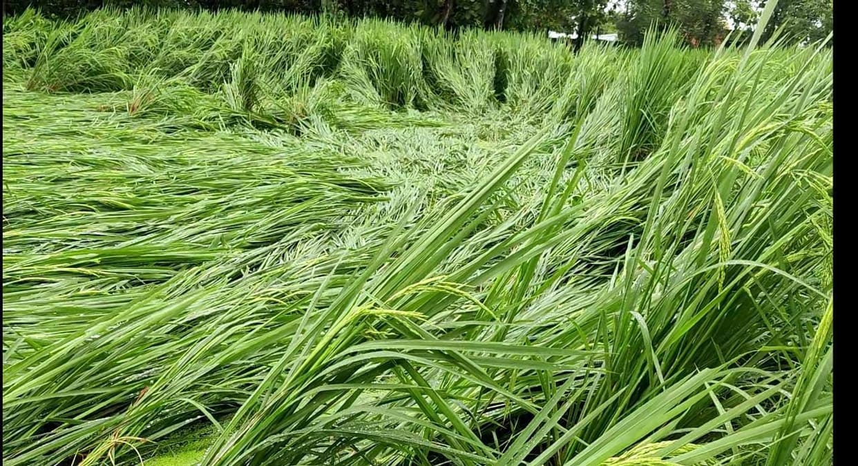 Rain with strong winds, crops fell, farmers lost their senses