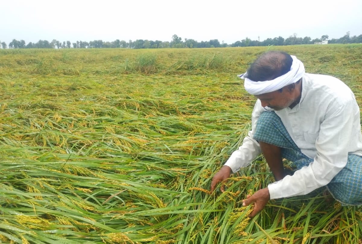 paddy and sugeracane Crop Damaged to Rain and Air