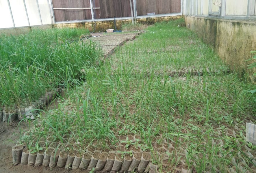 Tissue culture lab developed three improved sugarcane species