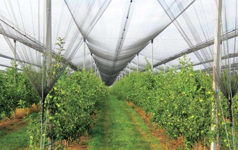 Farmers will get 80 percent subsidy for installing anti hell net