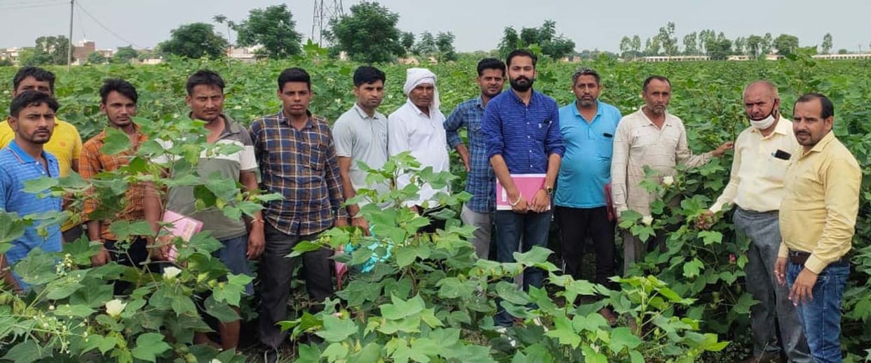 Information given to protect cotton from crop pest
