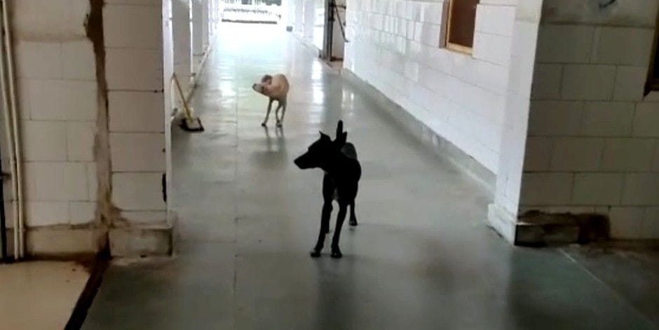 Dirt piled up in district hospital, stray dogs roaming