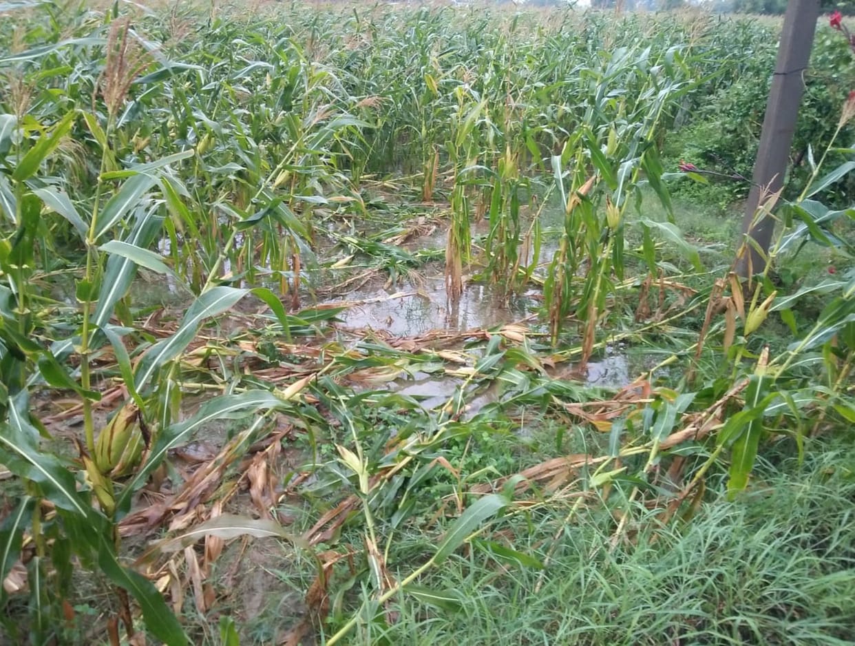 rain for potato is good, for vegetable  it is unfavourable