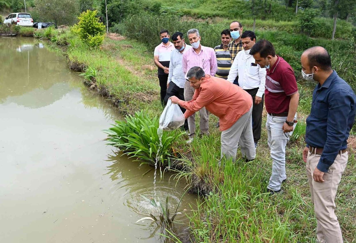 Fish farming started in Nauni University, planted three thousand seeds