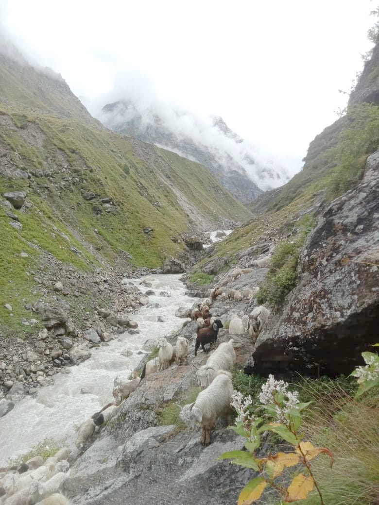 Rescued 11 thousand sheep and goats trapped in Mantalai, Temporary way prepared at dangerous point in Tundabhuj, Wooden bridge will be built in Parvati river for sheep farmers next year