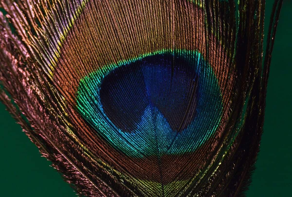 Vastu for Prosperity Keep These Things in the Temple of the House for Happiness Peace and Prosperity