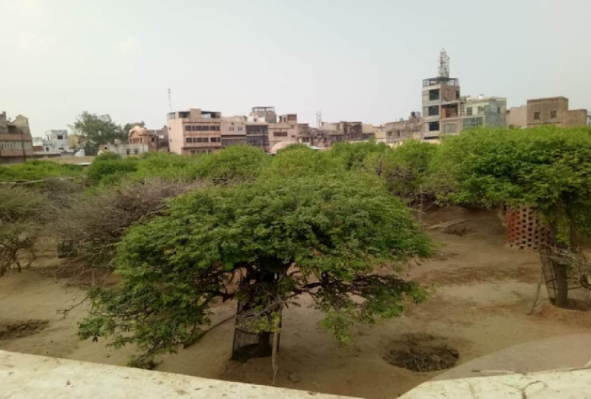 mysterious places in India Nidhivan does lord krishna still come to Nidhivan to perform raasleela