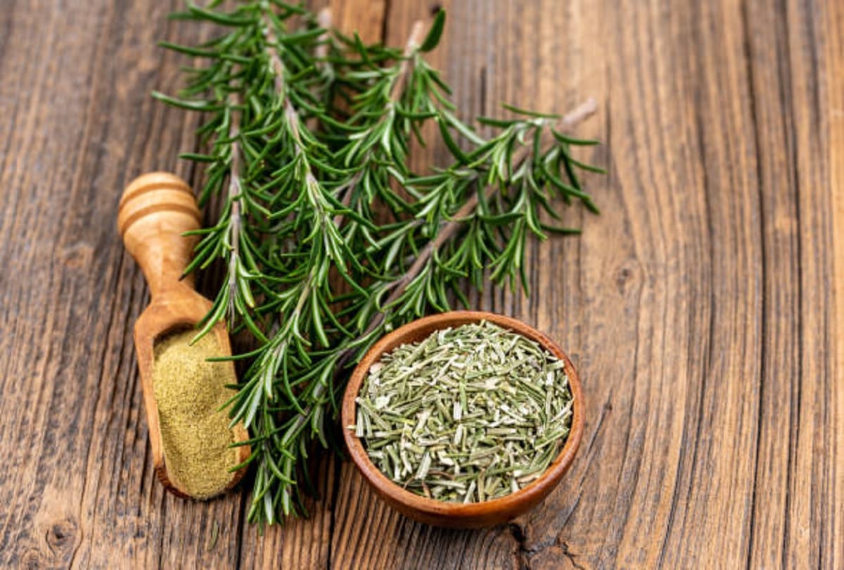Today health tips how to sharp memory of brain these are the five tremendous benefits of rosemary
